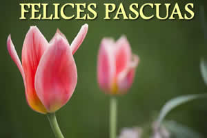 Im�genes Pascuas